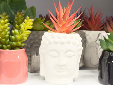 Succulent plants in colorful buddha pots with bright red spiky bloom.の写真素材