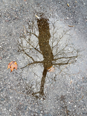 Reflection of bare tree and person silhouette in rain puddle on pavement.