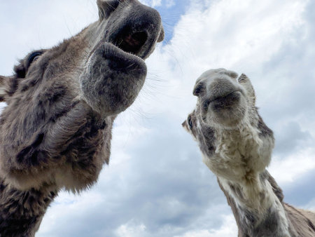 Close-up of two curious donkeys against a cloudy sky.の写真素材