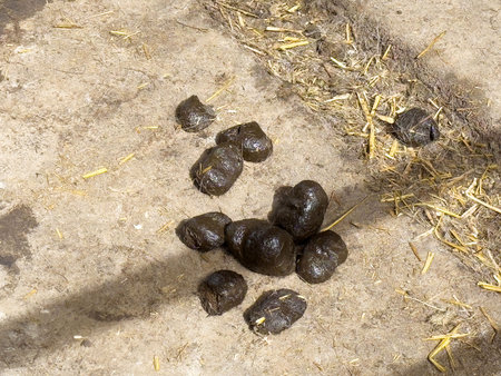 Animal droppings on straw-littered ground in pasture setting.