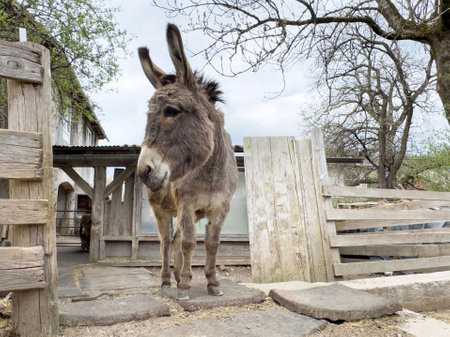 Curious donkey standing on stone path in rustic farm setting.の写真素材