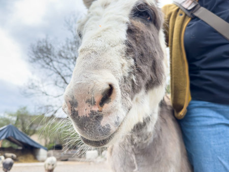 Close-up of a donkey and person in casual attire outdoors.