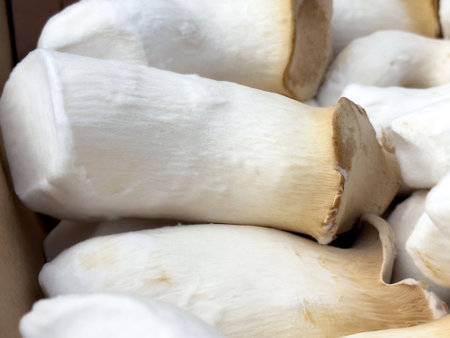 Fresh king oyster mushrooms close-up showing smooth white caps and stems.の写真素材