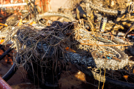 Abandoned bicycles entangled in mud and weeds.