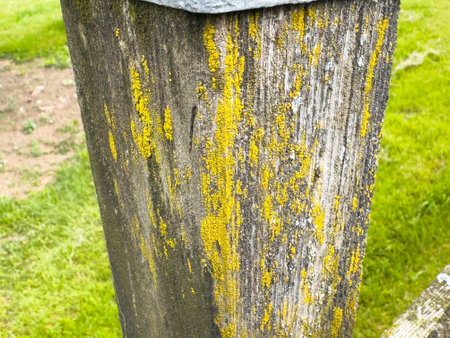 Weathered wooden post with yellow lichen in green grass.の写真素材