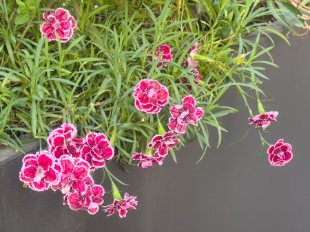Vibrant pink and white dianthus flowers blooming in lush green foliage.の写真素材
