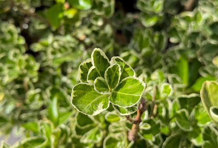 Close-up of lush green variegated leaves in sunlight.の写真素材
