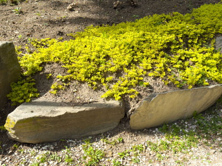 Bright yellow sedum ground cover in rock garden landscape.