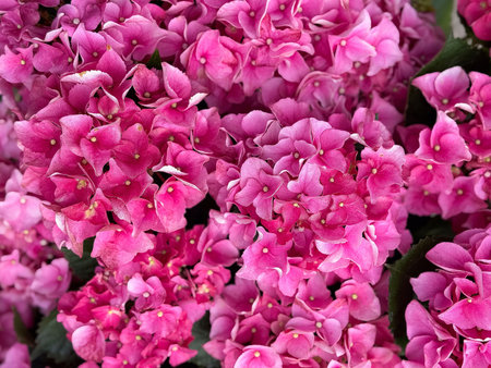 Vibrant pink hydrangeas in full bloom display close-up.の写真素材