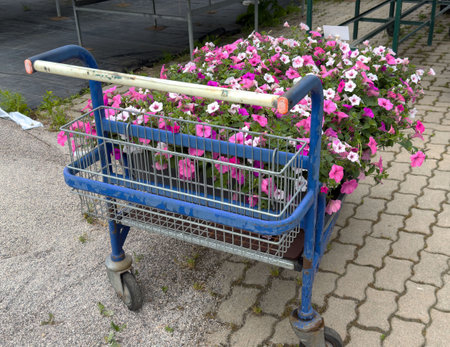 Colorful pink flowers in blue garden cart on paved pathway.の写真素材