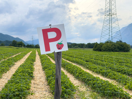 Strawberry field with sign and mountains in background.の写真素材