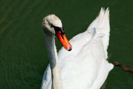 Graceful white swan gliding on emerald green water surface.の写真素材