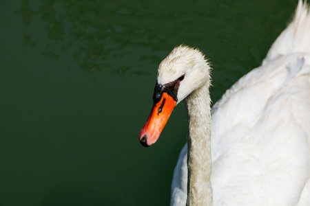 Graceful white swan floating on calm green water.の写真素材