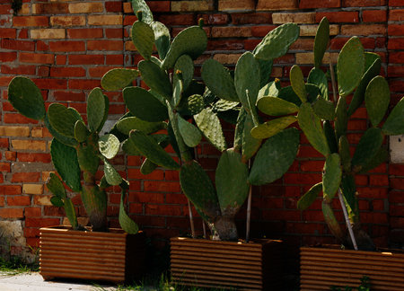 Prickly pear cacti against brick wall in rectangular planters outdoors.の写真素材