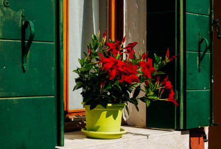 Vibrant red flowers in green pot on sunny window sill with open shutters.の写真素材