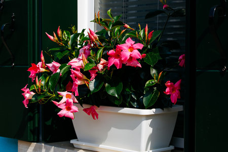 Vibrant pink dipladenia flowers in white planter with lush green foliage.の写真素材
