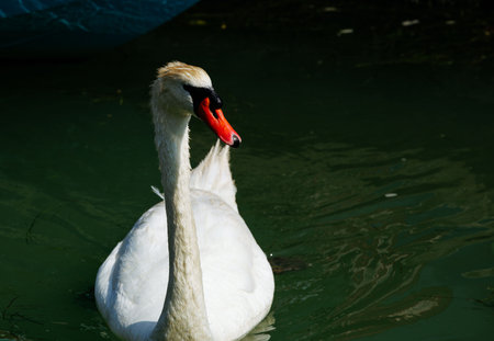 Majestic white swan gliding gracefully on tranquil water.の写真素材