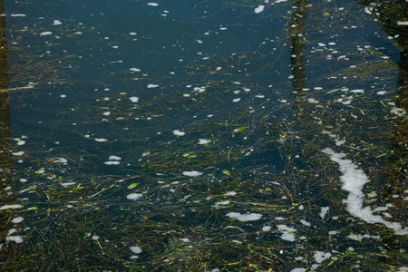 Polluted water surface with algae and debris.の写真素材