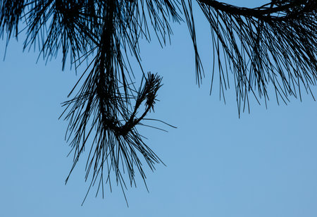 Close-up of pine branches against clear blue sky.