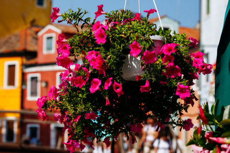 Vibrant pink flowers hanging against colorful mediterranean architecture.の写真素材