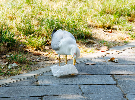 Seagull pecking at plastic bag on park pathway in sunny weather.の写真素材