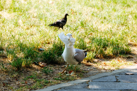 Seagull with plastic trash in beak on park path with pigeon in background.の写真素材