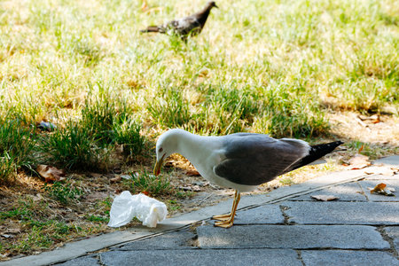 Seagull examining litter on park pathway with grass background.の写真素材