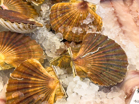 Fresh scallops on ice display at seafood market stall.