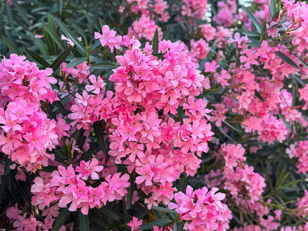 Vibrant pink oleander blossoms in full bloom with lush greenery.
