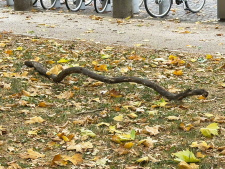Curved tree branch on autumn leaves in urban park setting.の写真素材