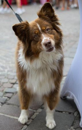 Friendly brown and white dog with perked ears and curious expression.の写真素材