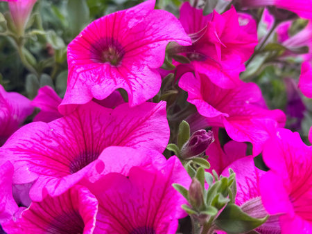Vibrant pink petunias blooming in a lush garden setting.