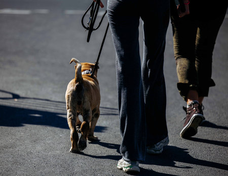 Two people walking a bulldog puppy on a sunny day.の写真素材