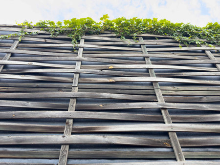 Woven wooden fence with green vines against blue sky.の写真素材