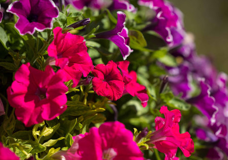 Vibrant red and purple petunias in bloom brighten a sunny garden.