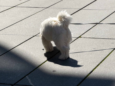 Fluffy white dog on leash casting shadow on sunlit pavement.