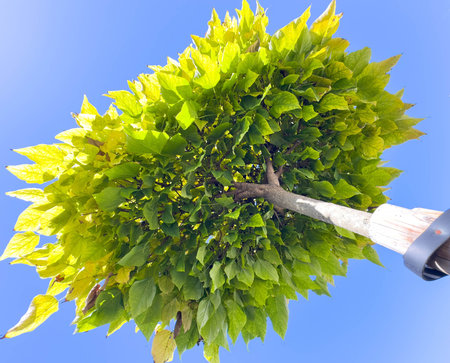 Lush green tree against clear blue sky captured from below.