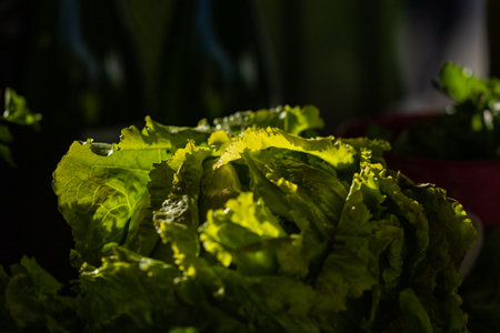 Fresh green lettuce leaves in natural light with depth and texture.の写真素材