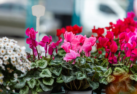 Colorful cyclamen and daisies in bloom at outdoor market.の写真素材