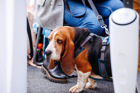 Basset hound on leash near person in blue jeans sitting outdoors.