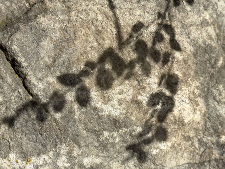 Shadow of leaves on stone surface creating natural texture.