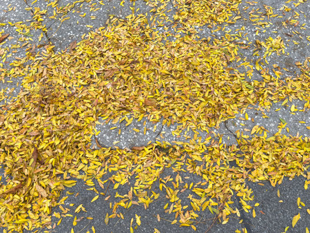 Autumn leaves scattered on pavement with yellow foliage and concrete texture.