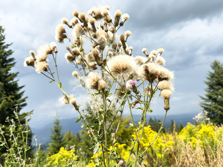 Wild thistle bushes in bloom against stormy sky in mountain landscape.の写真素材