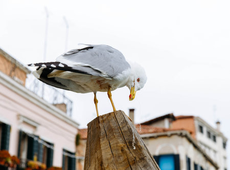 Seagull perched on wooden post in scenic coastal town setting.の写真素材