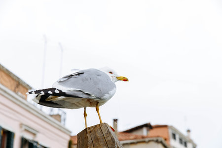 Seagull perched on wooden post against urban backdrop.の写真素材