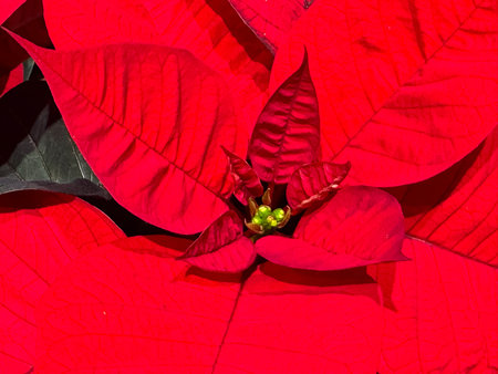 Vibrant red poinsettia plant with lush green center.の写真素材
