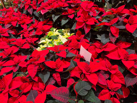 Vibrant red and white poinsettias with green foliage in full bloom display.の写真素材