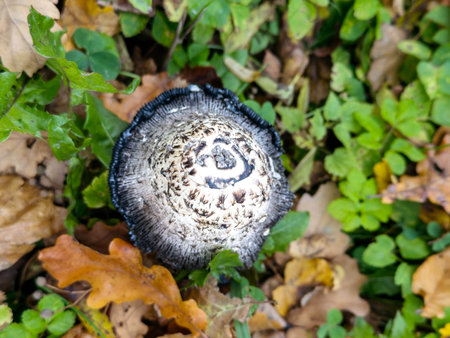 Shaggy ink cap mushroom surrounded by autumn leaves and green foliage.の写真素材