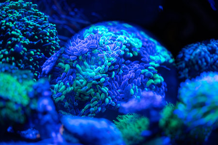 Underwater view of vivid coral formations glowing in blue light, highlighting the diverse textures...