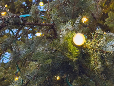 Close-up of christmas tree with warm lights at twilight.